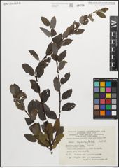 Foto von Salix myrsinifolia Salisb.